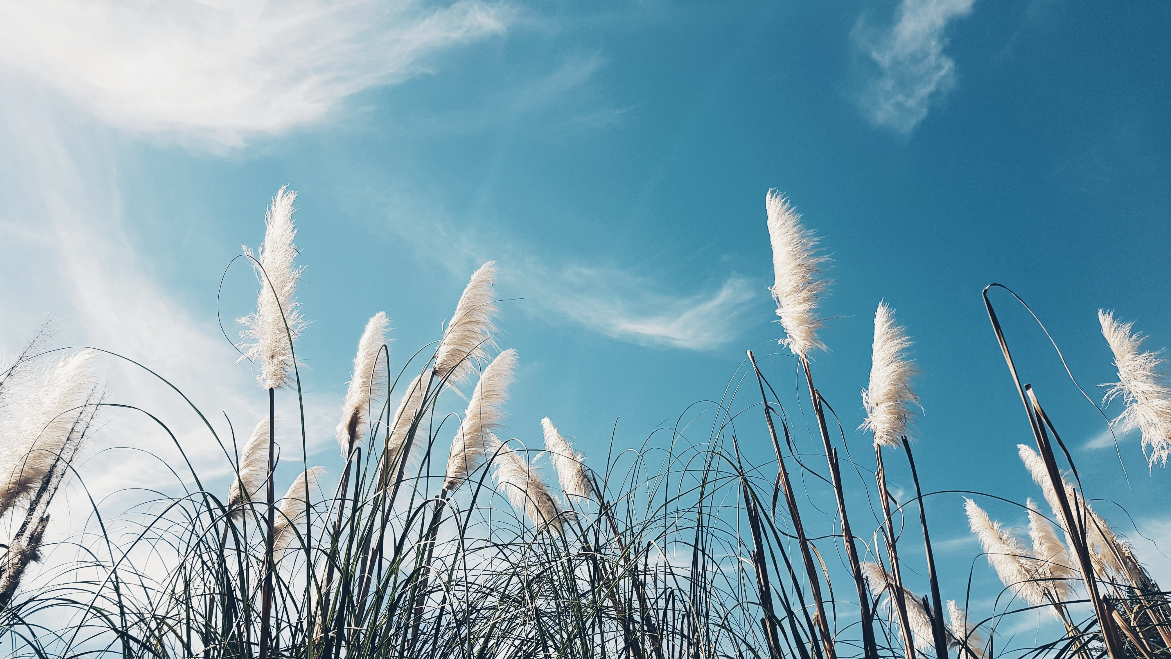 Image showcasing reed with a vibrant blue sky in the background. Palas, with its high-precision instruments, makes air quality visible by measuring and visualizing data through its advanced cloud-based platform.