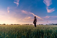 A serene moment captured as a man stands in a golden grain field, looking up at the slightly pink sky.